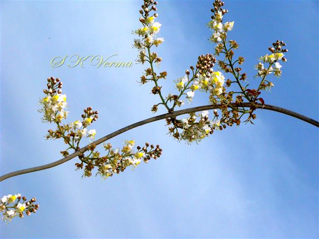  Inflorescences